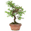 Taxus cuspidata, 21 cm, ± 8 years old