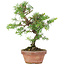 Taxus cuspidata, 21 cm, ± 8 jaar oud