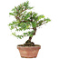 Taxus cuspidata, 21 cm, ± 8 jaar oud