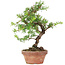 Taxus cuspidata, 21 cm, ± 8 jaar oud