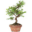 Taxus cuspidata, 21 cm, ± 8 Jahre alt