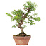 Taxus cuspidata, 21 cm, ± 8 years old