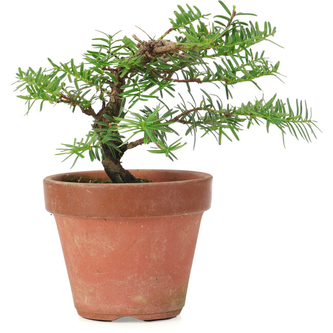 Taxus cuspidata, 20 cm, ± 8 jaar oud