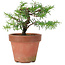 Taxus cuspidata, 20 cm, ± 8 anni