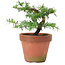 Taxus cuspidata, 20 cm, ± 8 jaar oud