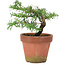 Taxus cuspidata, 20 cm, ± 8 Jahre alt