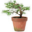 Taxus cuspidata, 20 cm, ± 8 years old