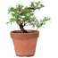 Taxus cuspidata, 20 cm, ± 8 Jahre alt