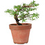 Taxus cuspidata, 20 cm, ± 8 Jahre alt