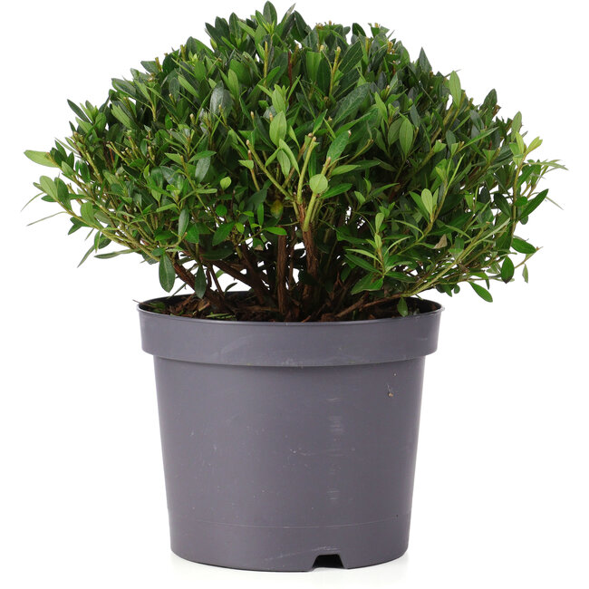 Rhododendron indicum Osakazuki, 18 cm, ± 5 ans. Veuillez noter que l'image montrée est un exemple. Le bonsaï livré peut différer de l'image montrée, mais aura le même style et des dimensions similaires.