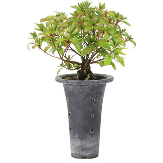 Rhododendron indicum Kikou no tsuki, 14 cm, ± 8 anni