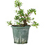 Rhododendron indicum Benitsuru, 16 cm, ± 8 ans