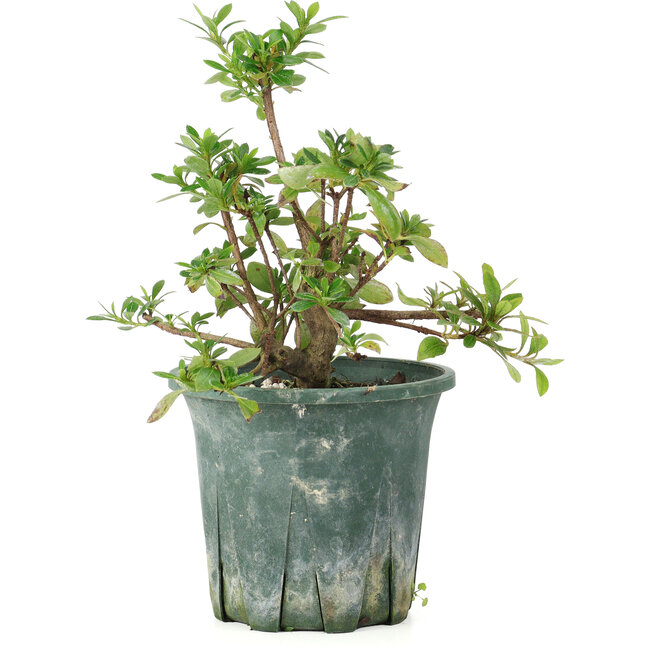 Rhododendron indicum Benitsuru, 16 cm, ± 8 jaar