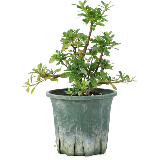 Rhododendron indicum Benitsuru, 16 cm, ± 8 anni