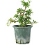 Rhododendron indicum Benitsuru, 16 cm, ± 8 ans