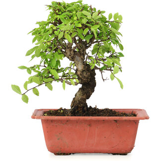 Ulmus parvifolia Nire, 17 cm, ± 8 years old