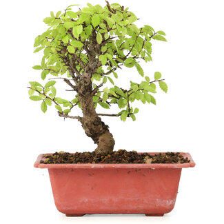 Ulmus parvifolia Nire, 17 cm, ± 8 anni