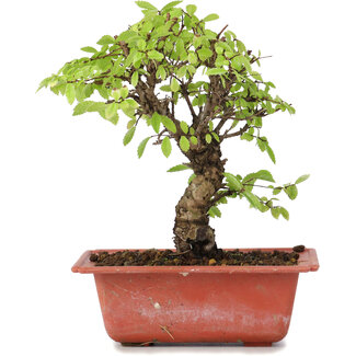 Ulmus parvifolia Nire, 19 cm, ± 8 anni