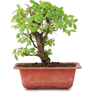 Ulmus parvifolia Nire, 16 cm, ± 8 jaar oud