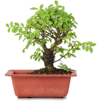 Ulmus parvifolia Nire, 17 cm, ± 8 Jahre alt