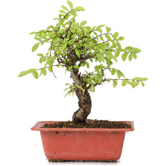 Ulmus parvifolia Nire, 20 cm, ± 8 anni