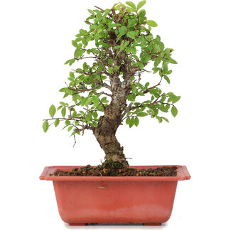 Ulmus parvifolia Nire, 20,5 cm, ± 8 anni