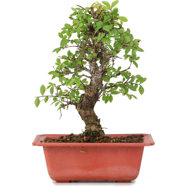 Ulmus parvifolia Nire, 20,5 cm, ± 8 years old