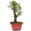 Ulmus parvifolia Nire, 20,5 cm, ± 8 years old