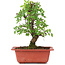 Ulmus parvifolia Nire, 20,5 cm, ± 8 years old