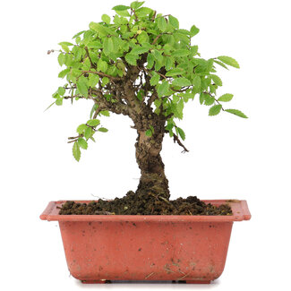 Ulmus parvifolia Nire, 17 cm, ± 8 anni