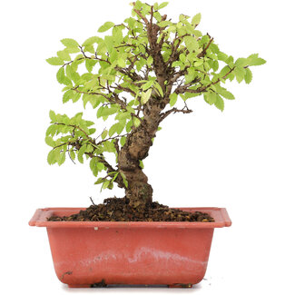 Ulmus parvifolia Nire, 18,5 cm, ± 8 anni