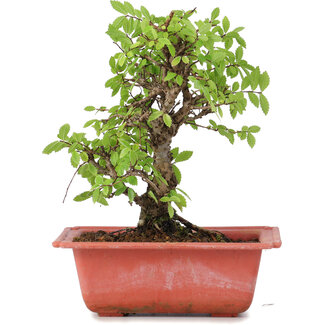 Ulmus parvifolia Nire, 19,5 cm, ± 8 Jahre alt