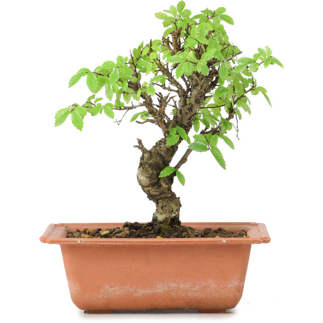 Ulmus parvifolia Nire, 18 cm, ± 8 years old