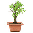 Ulmus parvifolia Nire, 18 cm, ± 8 Jahre alt