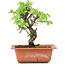 Ulmus parvifolia Nire, 18 cm, ± 8 Jahre alt