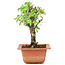 Ulmus parvifolia Nire, 18 cm, ± 8 Jahre alt