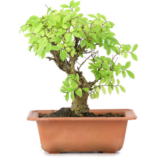 Ulmus parvifolia Nire, 18 cm, ± 8 anni