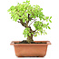 Ulmus parvifolia Nire, 18 cm, ± 8 Jahre alt