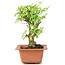 Ulmus parvifolia Nire, 18 cm, ± 8 years old