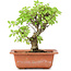 Ulmus parvifolia Nire, 18 cm, ± 8 Jahre alt