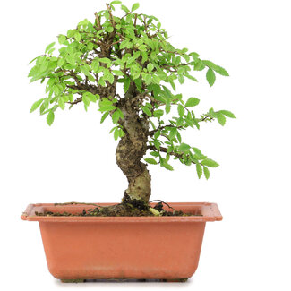 Ulmus parvifolia Nire, 18,5 cm, ± 8 anni