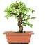 Ulmus parvifolia Nire, 18,5 cm, ± 8 years old