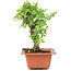 Ulmus parvifolia Nire, 18,5 cm, ± 8 years old