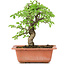 Ulmus parvifolia Nire, 18,5 cm, ± 8 years old