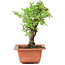 Ulmus parvifolia Nire, 18,5 cm, ± 8 years old