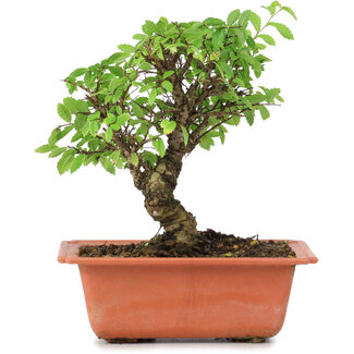 Ulmus parvifolia Nire, 16 cm, ± 8 years old