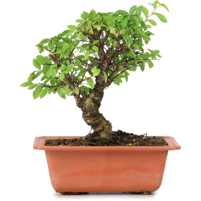 Ulmus parvifolia Nire, 16 cm, ± 8 años