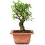 Ulmus parvifolia Nire, 16 cm, ± 8 years old