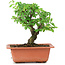 Ulmus parvifolia Nire, 16 cm, ± 8 Jahre alt