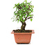 Ulmus parvifolia Nire, 16 cm, ± 8 years old